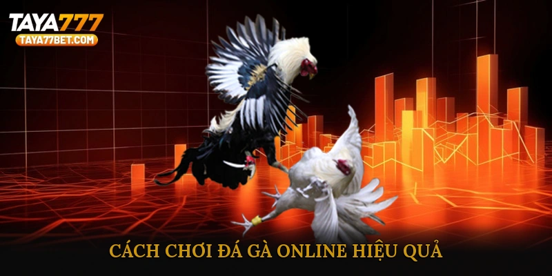 Cách chơi đá gà online hiệu quả