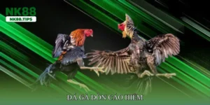 Đá gà đòn cáo hiểm