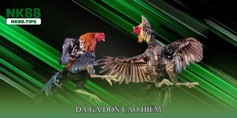 Đá gà đòn cáo hiểm